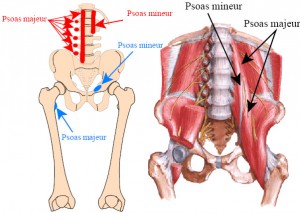 psoas-1